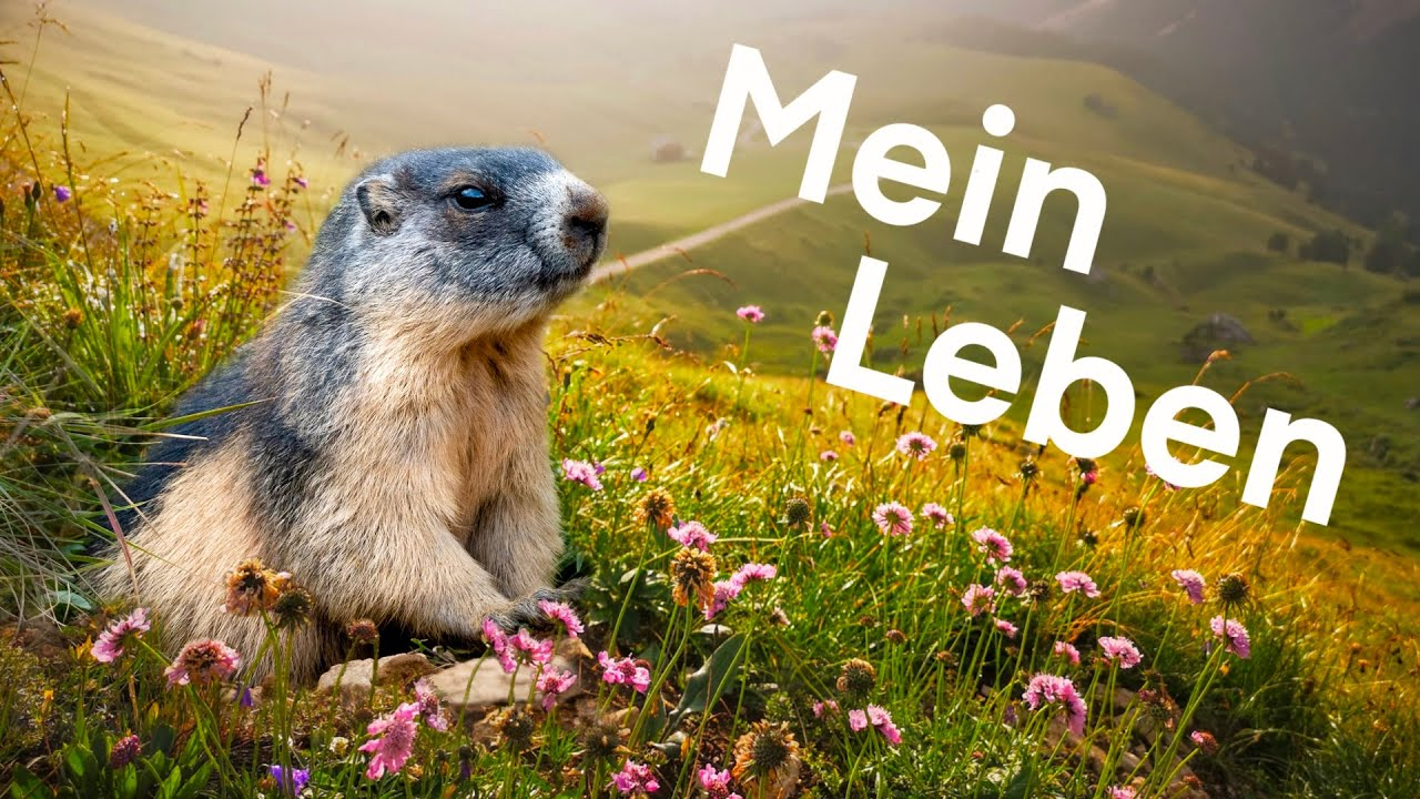 Memoiren eines Murmeltiers - ein bewegtes Leben in den Alpen