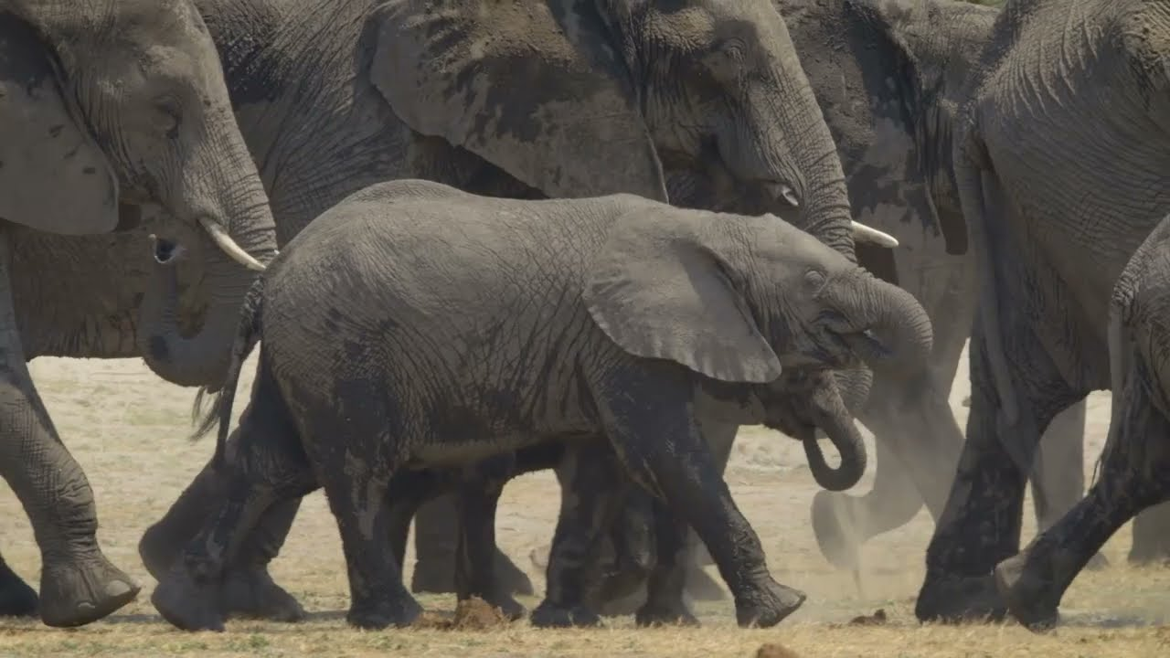Deutscher NaturfilmPreis 2024 – Darßer NaturfilmFestival // Trailer