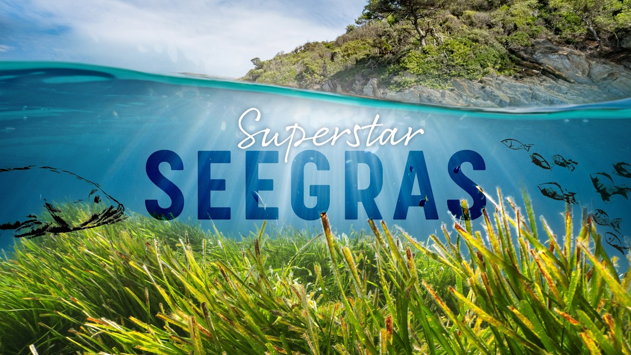 Superstar Seegras – Offizieller Trailer | Dokumentarfilm